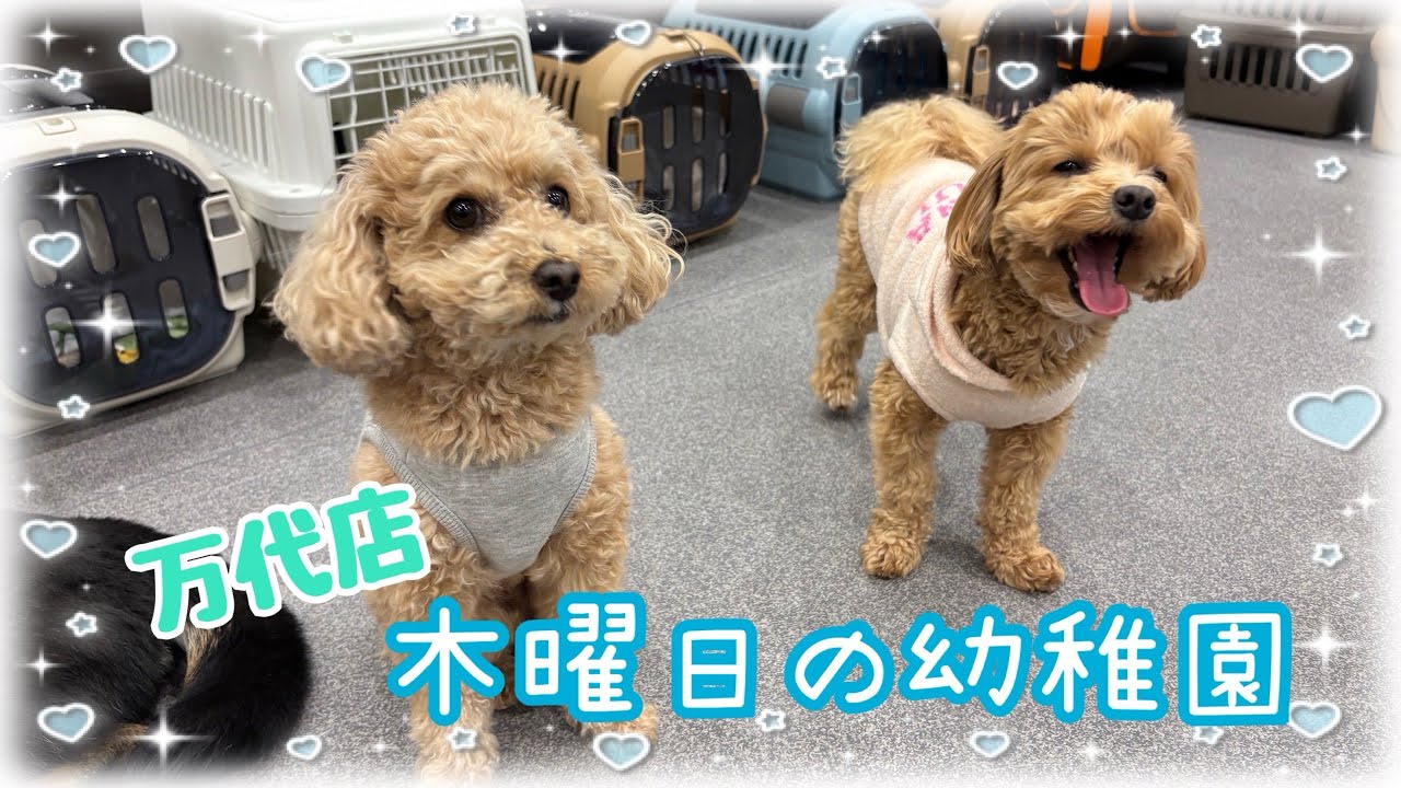 【幼稚園】万代店💕木曜日の幼稚園