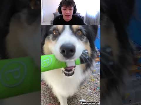 EN İYİ ÇİZİM Yapan KÖPEK😵🐶