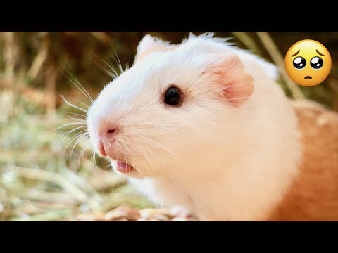 download lagu mp3 mp4 Sad Guinea Pig, download mp3 Sad Guinea Pig free downloadn, video klip Sad Guinea Pig