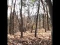 Geist Im Wald 