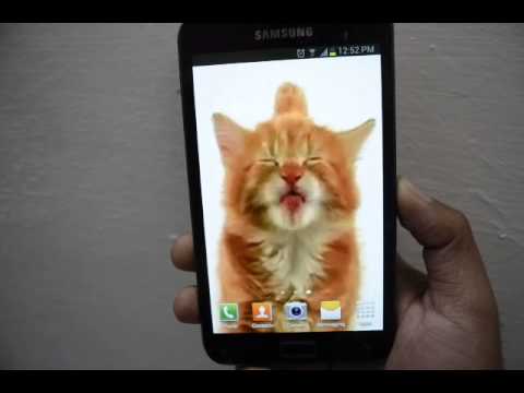 Cat Licking Screen Video