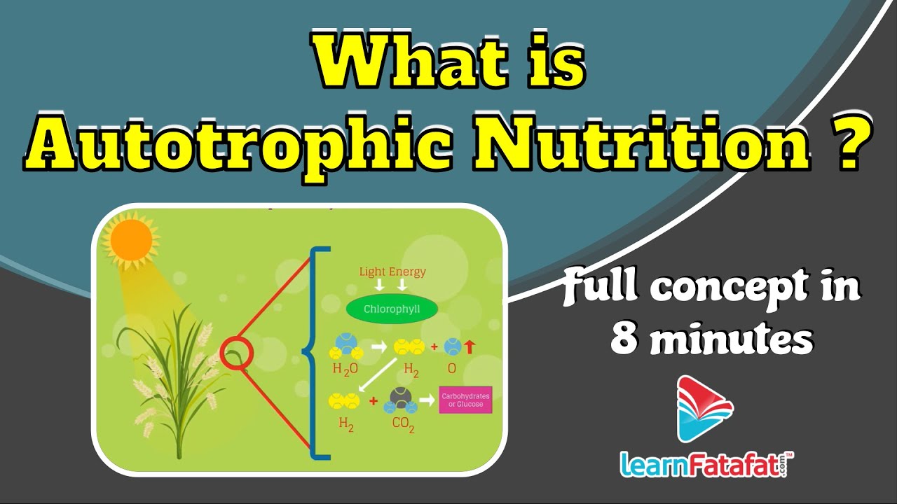 Class 10 Science Life Processes - What is Autotrophic Nutrition? - LearnFatafat
