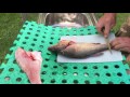 How to fillet a Murray Perch