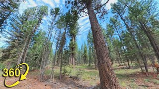 360° VR | Interior Douglas-Fir Forest Stewardship. Part 2 - Ecological & Cultural Objectives