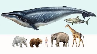 TOP 10 LARGEST ANIMALS On The Planet