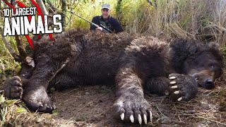 TOP 10 LARGEST ANIMALS On The Planet