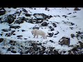Polar Bears 792 86