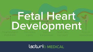 Early Fetal Development of the Heart | Embryology