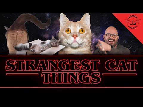 YouTube video about: Why do cats like crinkly things?
