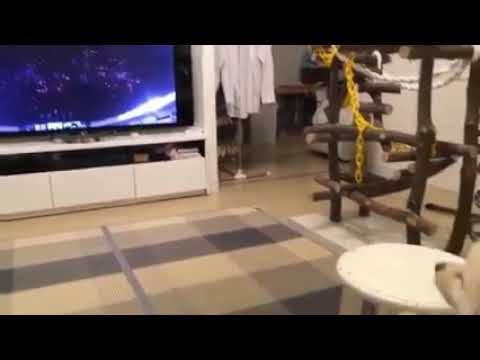 Top 10 dog barking videos compilation 2020 funny dogs