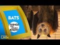 Cool Facts About Bats | Things You Wanna Know