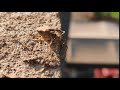 Brown Insect Moving Legs Nature Video Copyright Free Video FFG