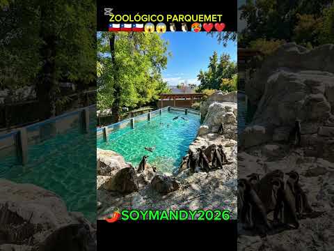 Pingüinos del zoológico Parquemet de Santiago de Chile 🇨🇱😱😱🧐 .... #biologia