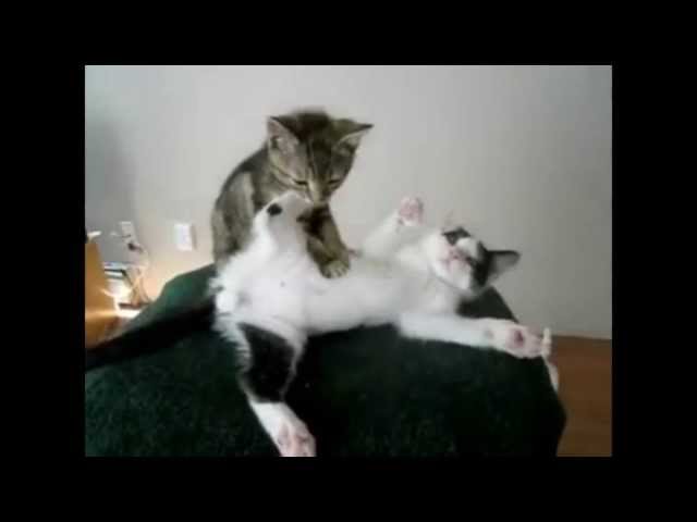 Котёнок массажирует кошку