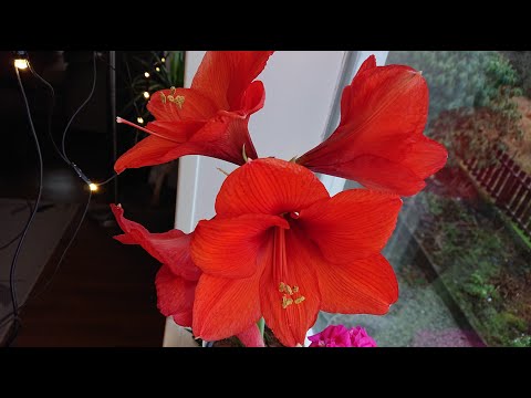 73. Amaryllis. Etter blomstring.