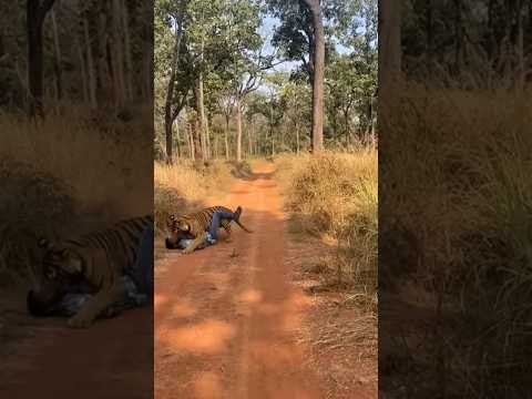 🇮🇳 Indian Army rescues boy from tiger 🐅 | #ai #aistory #army #indianarmy #sora #sora2 #tiger #shorts