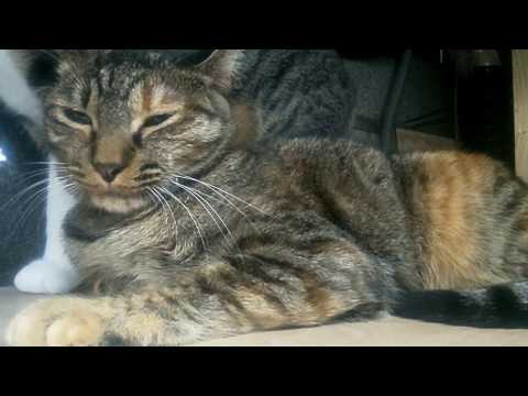 シャム猫の名前