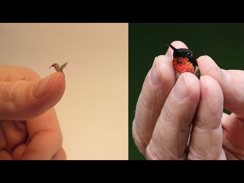 Meet the world's smallest bird | Cuba's "bee hummingbird" |  World's Smallest Bird | Bee Hummingbird