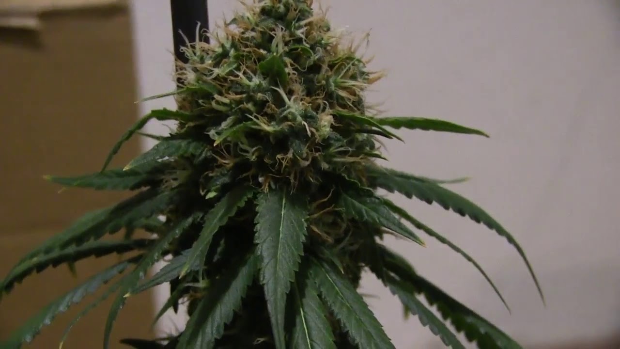 Black Jack F1 Fast Version (Sweet Seeds)