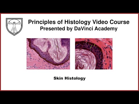 Skin Histology [Integumentary System Histology Part 1 of 2]