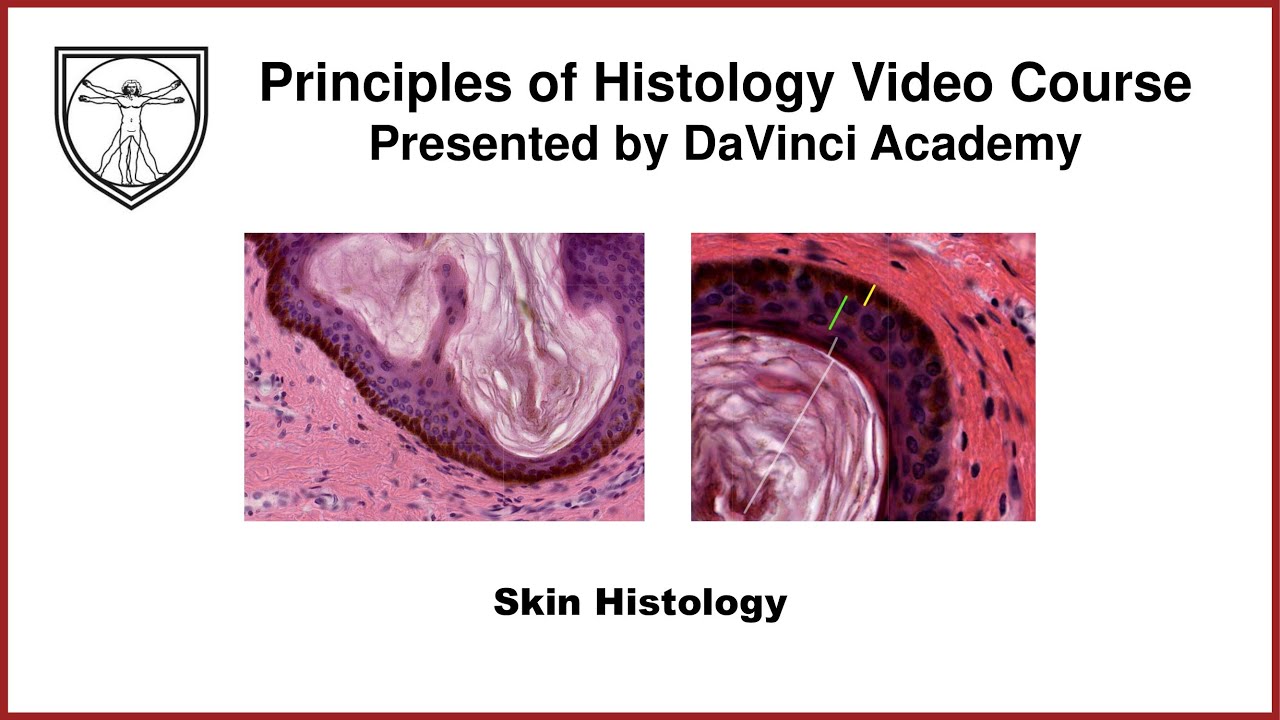 Skin Histology [Integumentary System Histology Part 1 of 2]