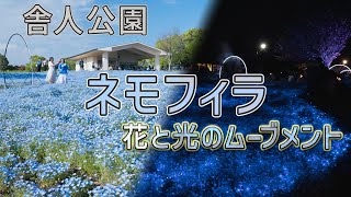 舎人公園のネモフィラ　花と光のムーブメント 4K