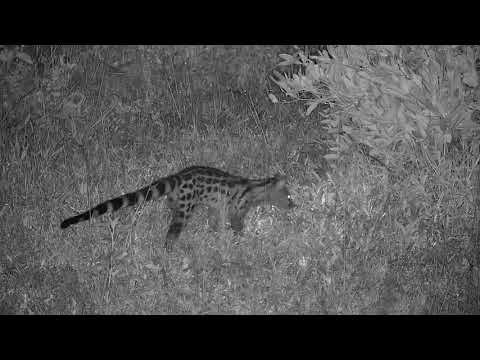 Djuma: Genet hunting frogs - 23:40 - 01/14/2020