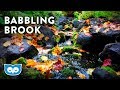 Babbling Brook Nature Sounds for Sleep | Babbling Brook Forest Ambience