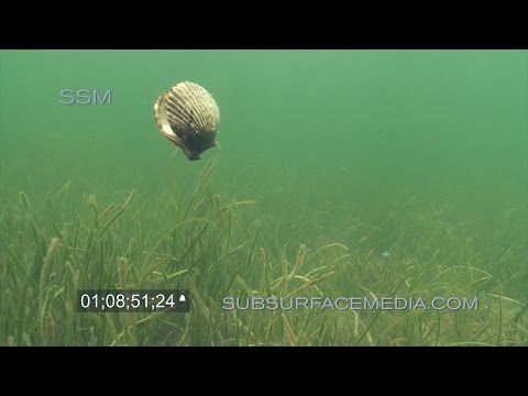 YouTube video about: Hur simmar Clams?