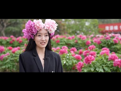 GLOBALink | How peonies boost local industry in China's Heze