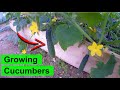 Cucumber Plant Timelapse: Growing - Climbing - Flowering - Fruiting