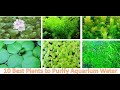 Best Plants For Aquarium Water Quality