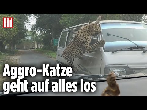 Leopard greift Kleinbus an: Raubkatze dreht durch | Indien