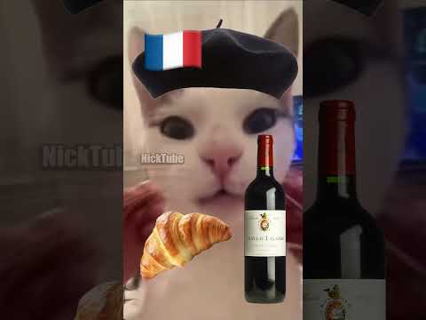 French Cat vs. Arabic Cat 🇫🇷🇸🇦