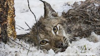 Лесники спасли дикую рысь, которая попала в капкан, только посмотрите как она их отблагодарила!