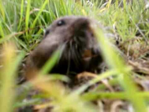 Mole Attacks Camera Man!!!