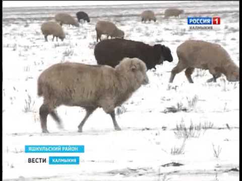 Вести «Калмыкия»: вечерний выпуск 02.02.2016