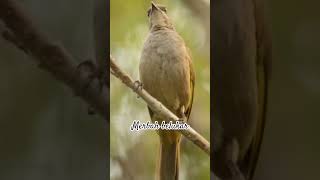 Download lagu merbah belukar #birds #thebirdsonggroup #burung #kicaumania mp3 Download lagu merbah belukar #birds #thebirdsonggroup #burung #kicaumania mp3