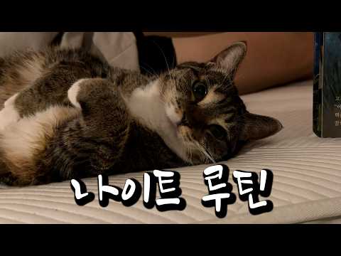 스타고양이 자기 전 루틴 보여드릴게요