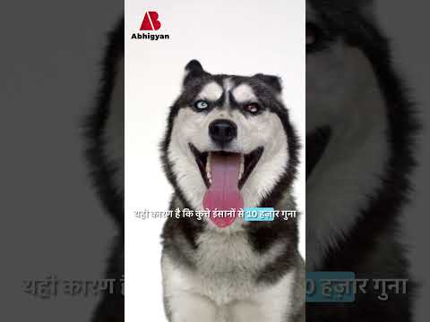 Why do dogs have such a good sense of smell? #facts #science