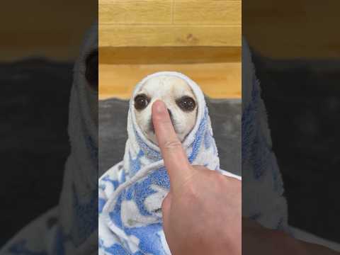 El Coco No 😈#dogshorts