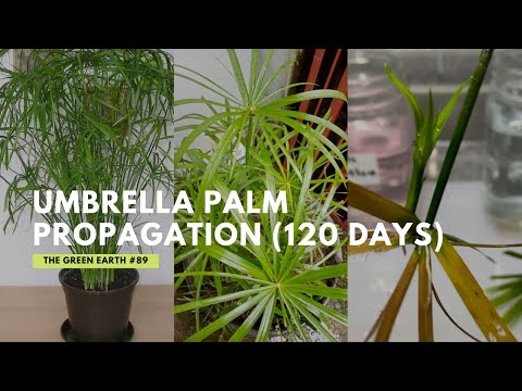 , title : '#89 How to Propagate Umbrella Palm Plants (Cyperus alternifolius)? | Water Propagation'