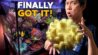 My holy grail Soft Coral! Uh, tank crash incoming?