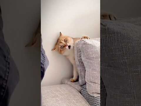 Imită pisica challenge