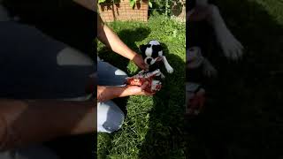 Melo  Dell&#39;Argine Blu