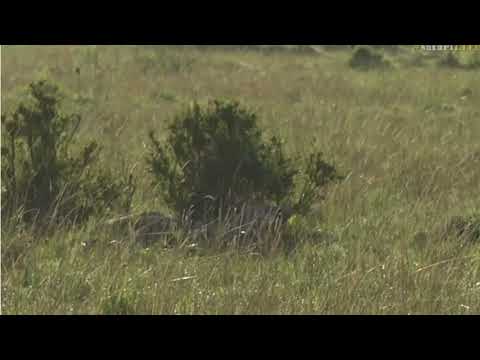 Sept 21, 2017-  Sunrise  -Cutest Black Backed Jackals with Brent in the Mara this morning