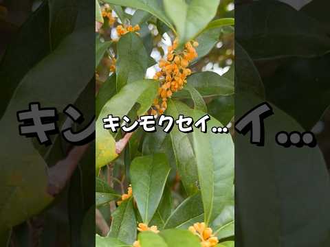 園芸 キンモクセイ、金木犀、中国オリーブ、茶オリーブ