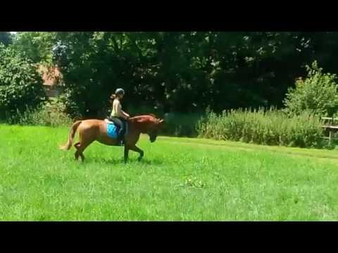 3 Jährige von Los Angeles(Hauptprämiensieger)