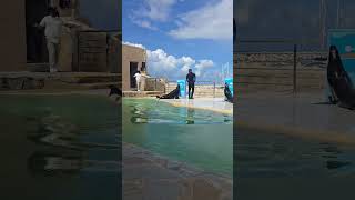 The Seal stands on a podium like a president  | Prince Cruise Line | Star Princess Review 2026