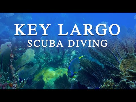Epic Ocean Life | Scuba Diving in Key Largo, FL